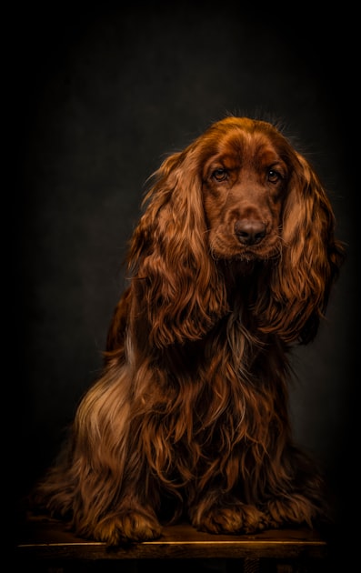 The Importance of Using Quality Pet Cosmetics