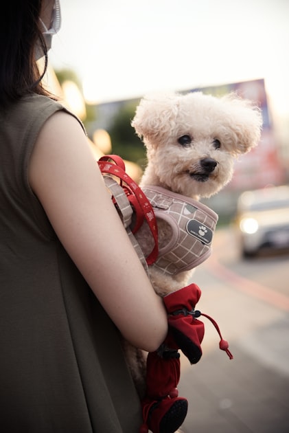 Pet Wash: A Stress-Free Experience